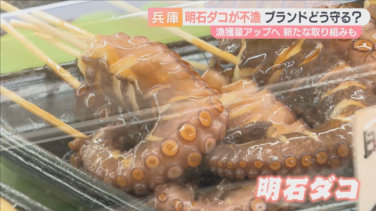 🐙 明石章鱼：绝境反击！涨价了，靠它翻身？