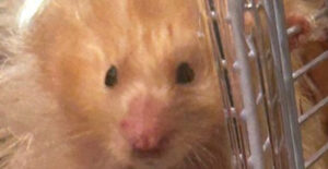 🐹 以为是乖宝宝？仓鼠竟是…6.8万点赞的逆袭！ 封面