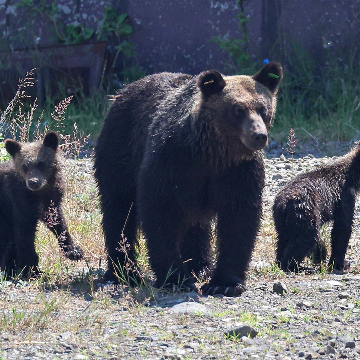 💥自卫队用枪对付熊？日媒被群嘲！