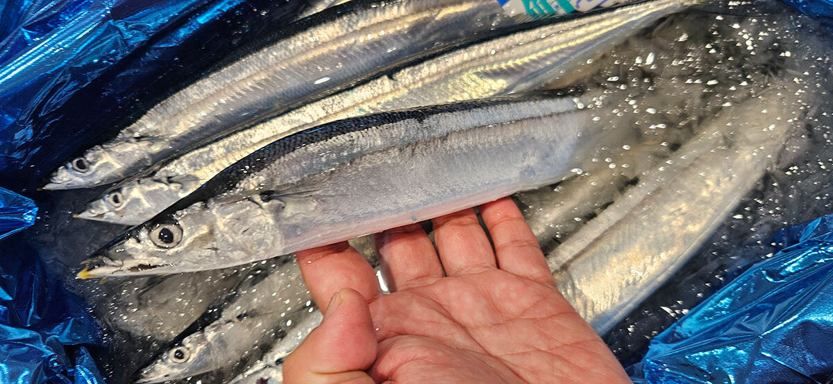 🐟 秋刀鱼一口，却被告知今年“空难”！