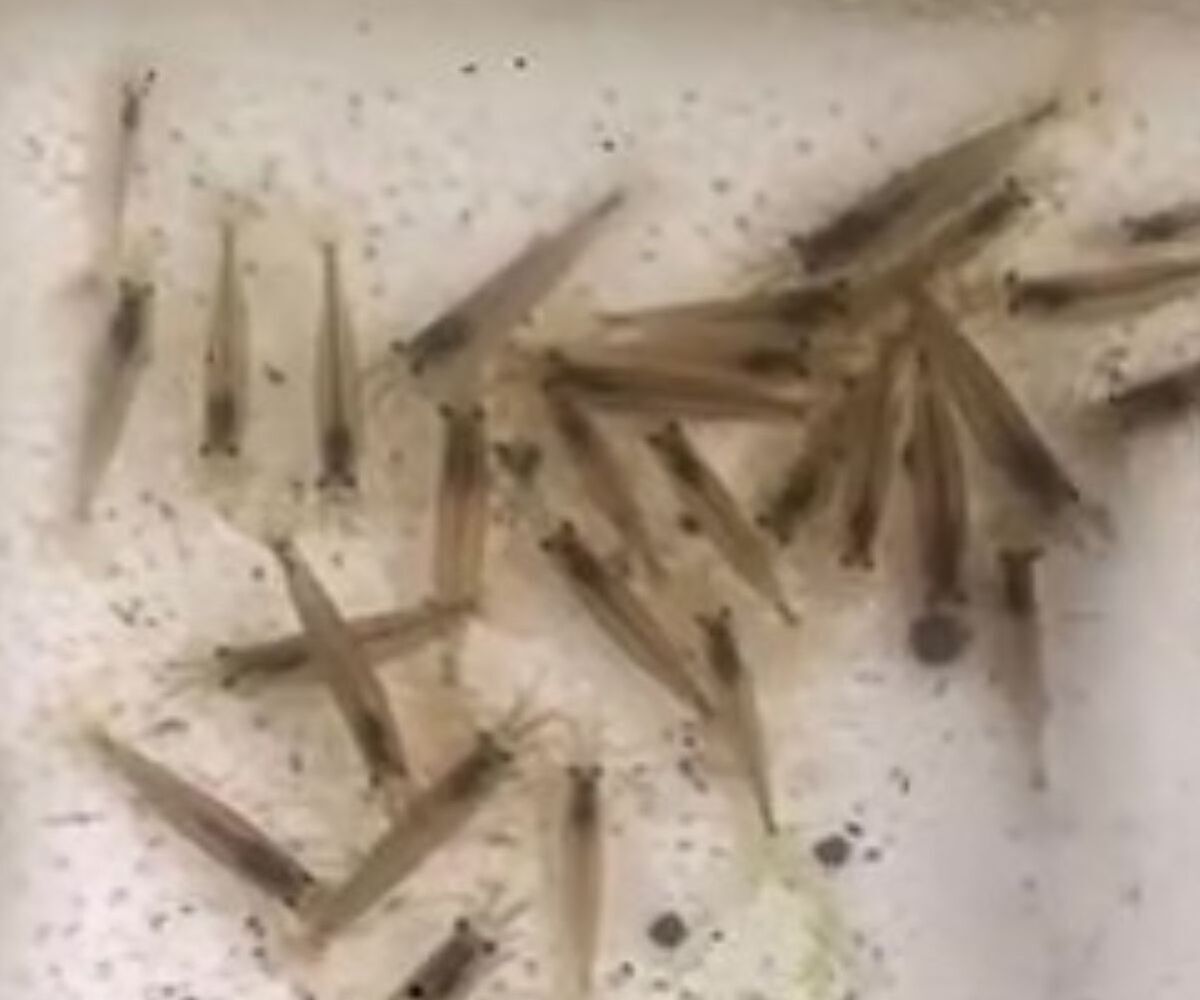 🎣抓了100只虾的男人…13天后去一看，笑喷了！