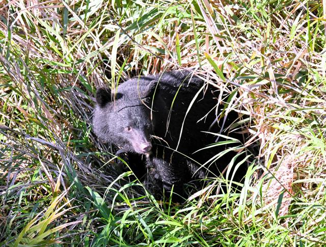 🚨熊出没！市中心区炸裂！😱