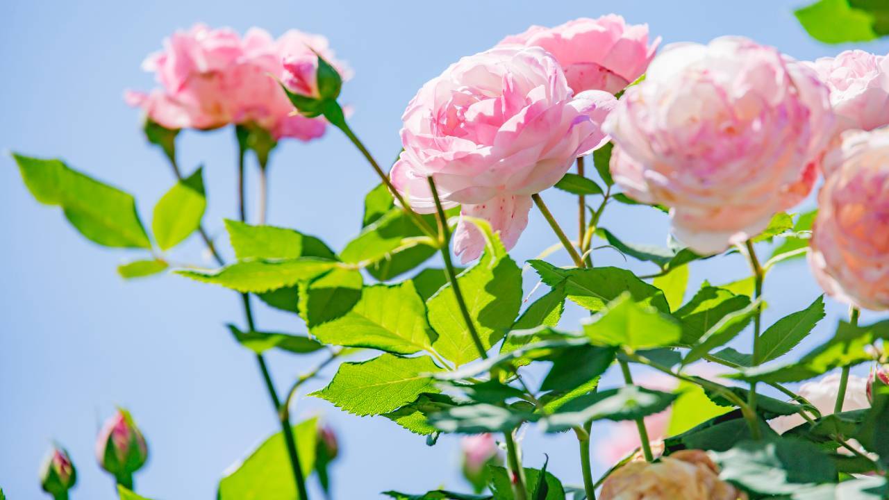 💔 爸，对不起…横浜独居老父离世，儿子日记读懂隔阂。