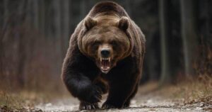 😱熊拖走致死！律师怒斥：毁了地方经济！ 封面