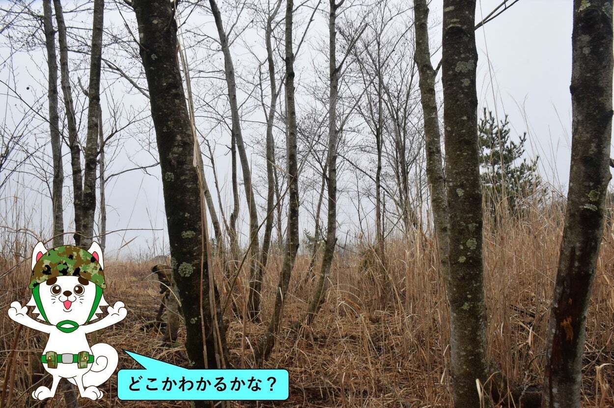 🔍自卫队藏猫猫?这题也太难了!🤯