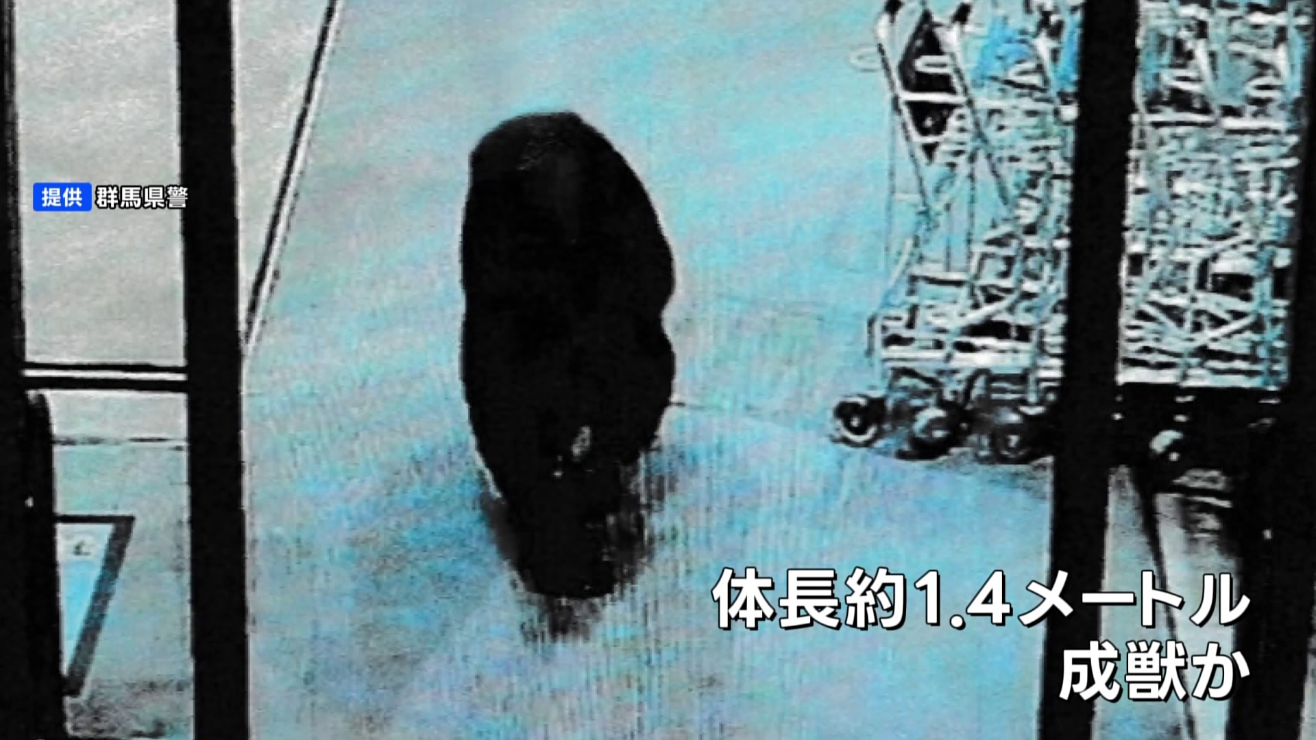 🐻熊闯超市!两客受伤,幸无大碍!