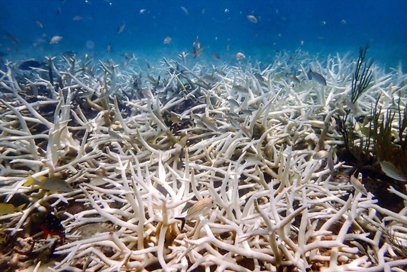 🔥珊瑚礁:熬不住了!海温暴涨,生死悬一发!