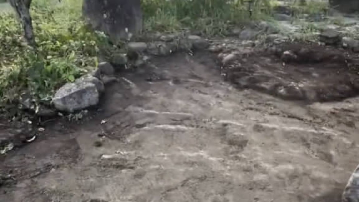 🏚️ 80年老宅的荒园：清晨的惊悚一幕！(850万点击)