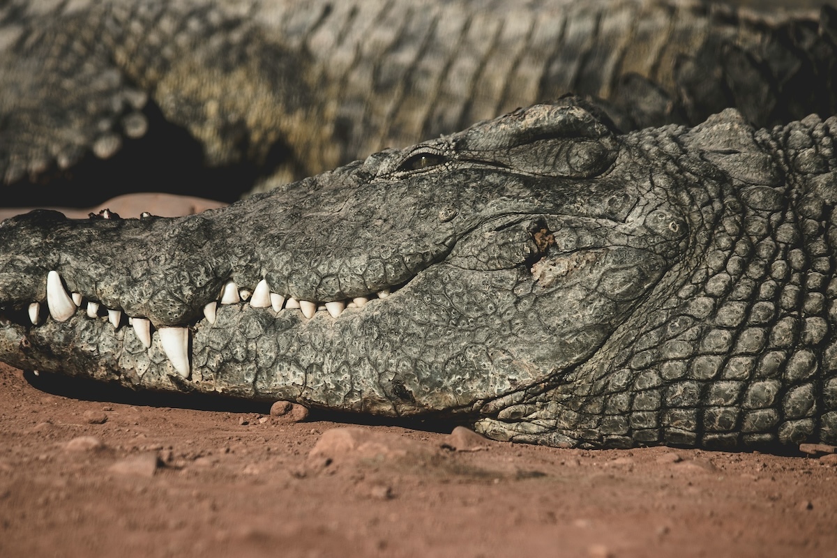 🐊😱 巨鳄吞金毛！血腥画面震撼全球！