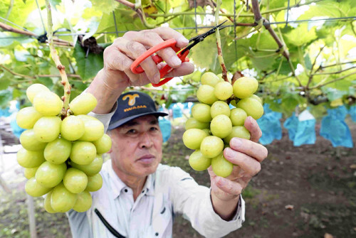 🍇山梨葡萄:绝不妥协!国外生产,我们拼了!