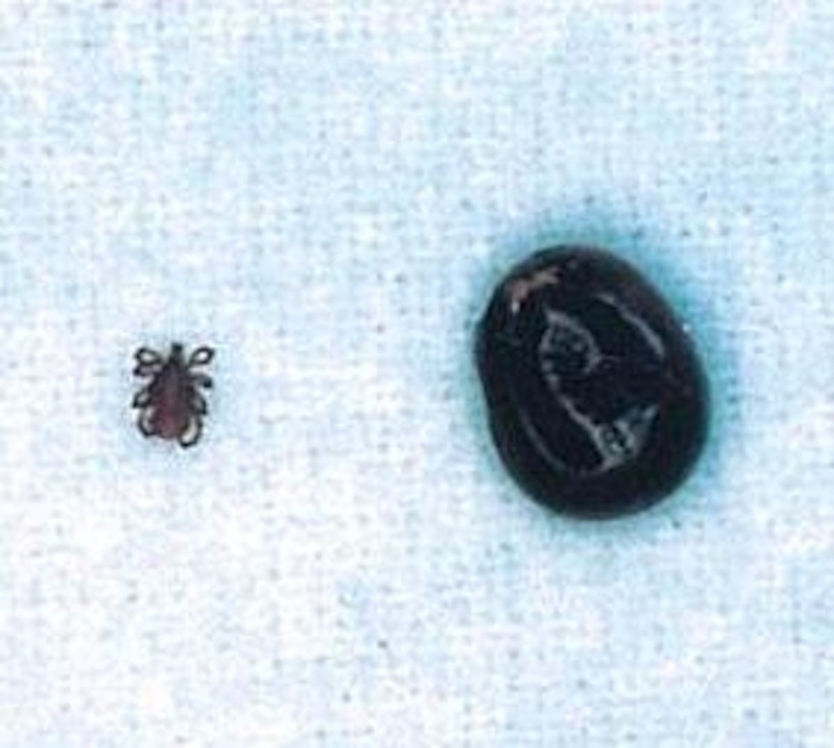 ⚠️全国沦陷！东京也难逃，狗狗中招！