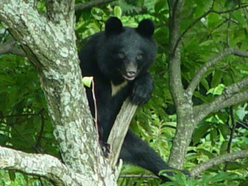 😱家里的柴犬，被熊抱走了！