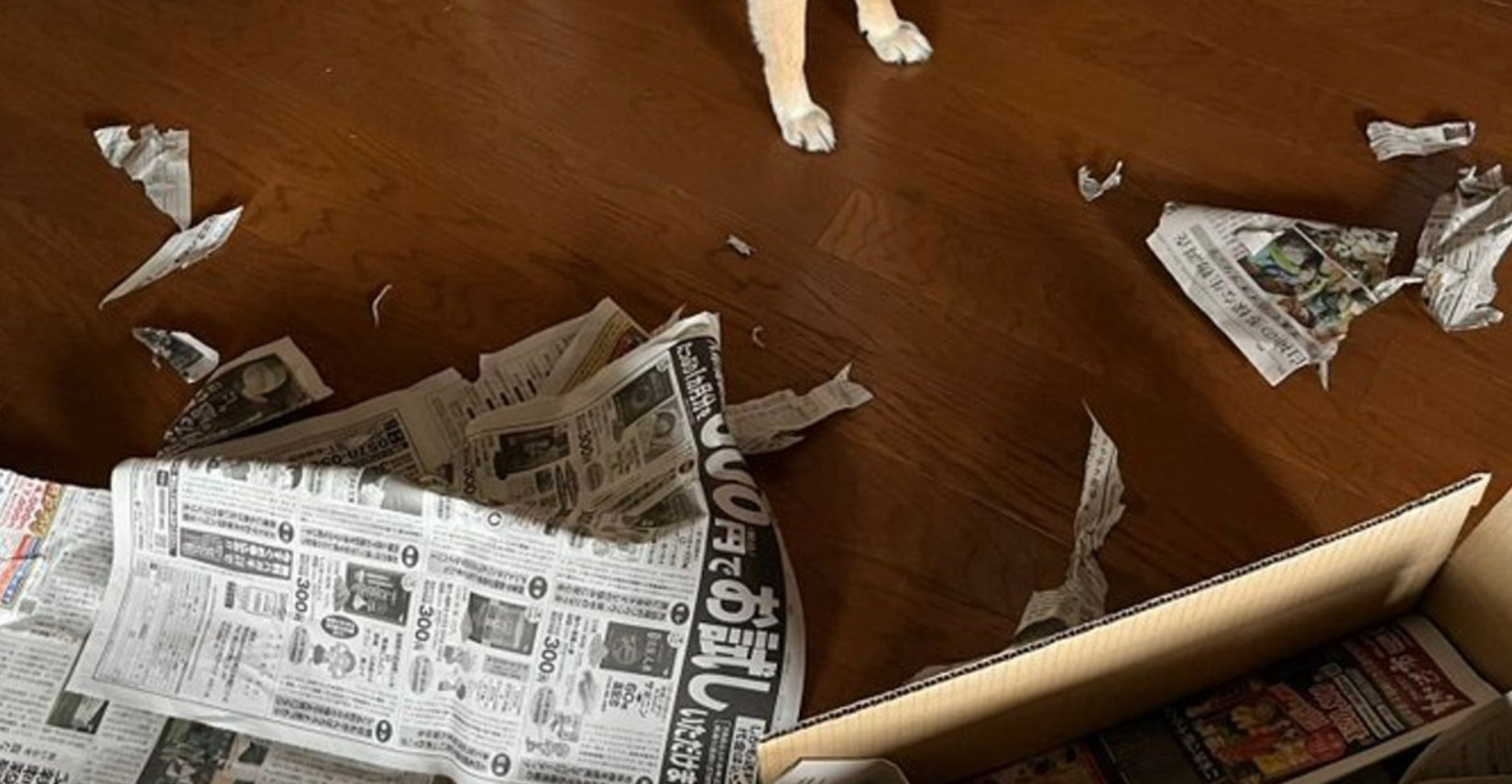 🐶坏狗狗，你竟敢！主人：原谅你！