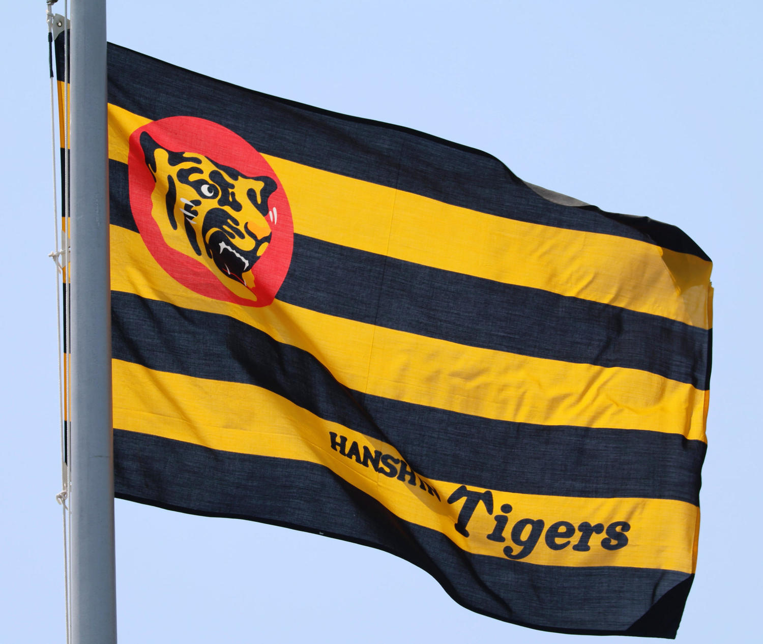 🔥阪神崩了！生死战谁来投？新人逆袭？