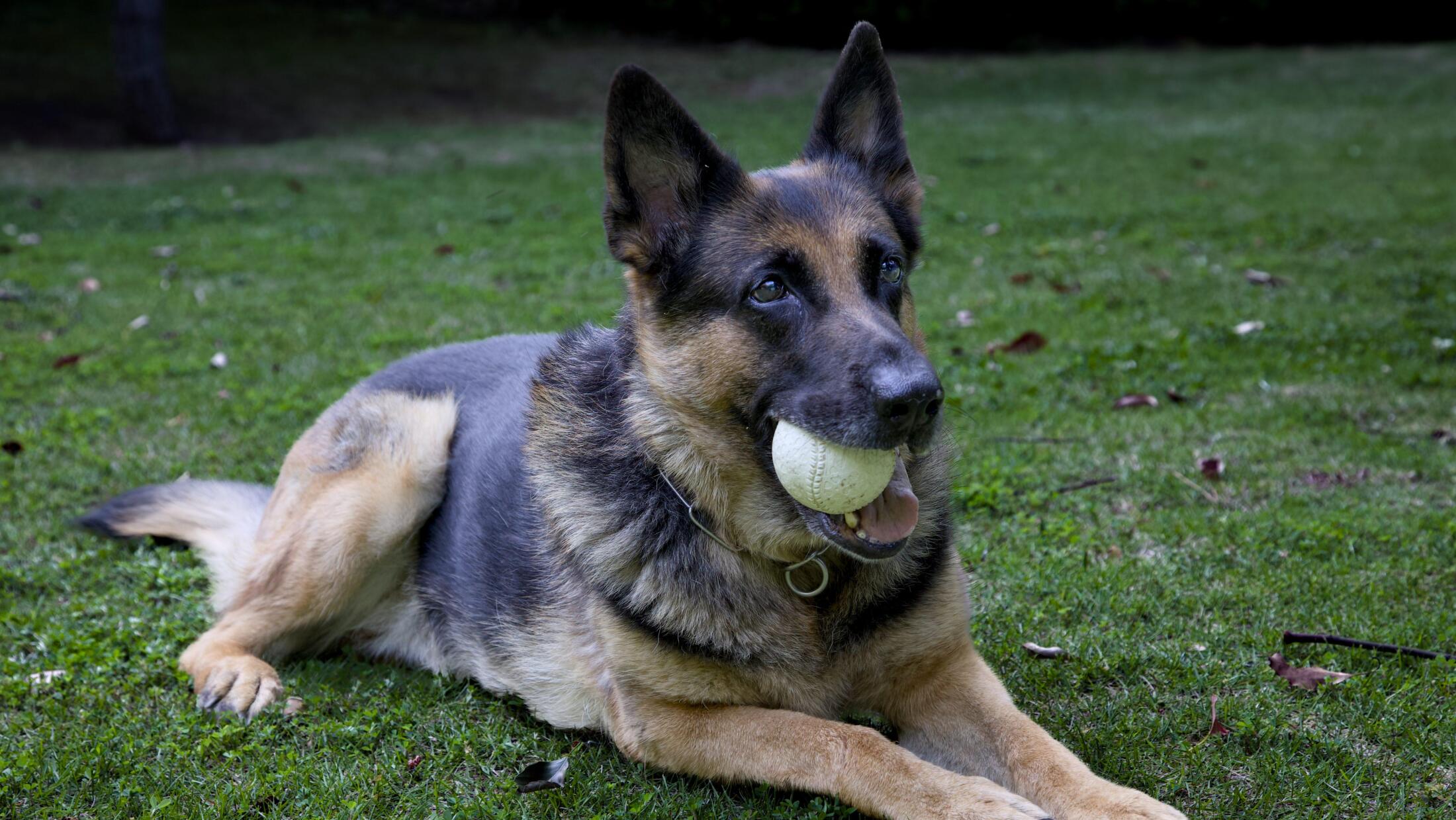 🐶 狗狗也“上瘾”?研究:它们可能像孩子一样依赖玩具!