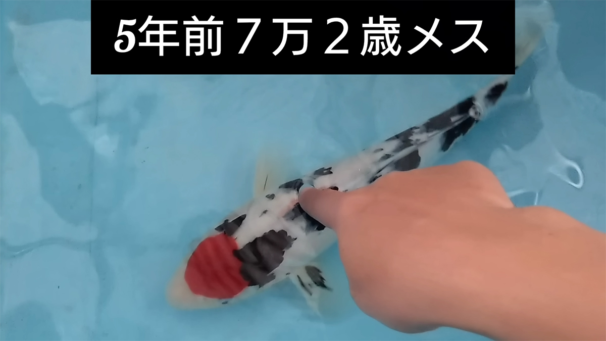 💰7万买锦鲤，5年后…我裂开了！😱