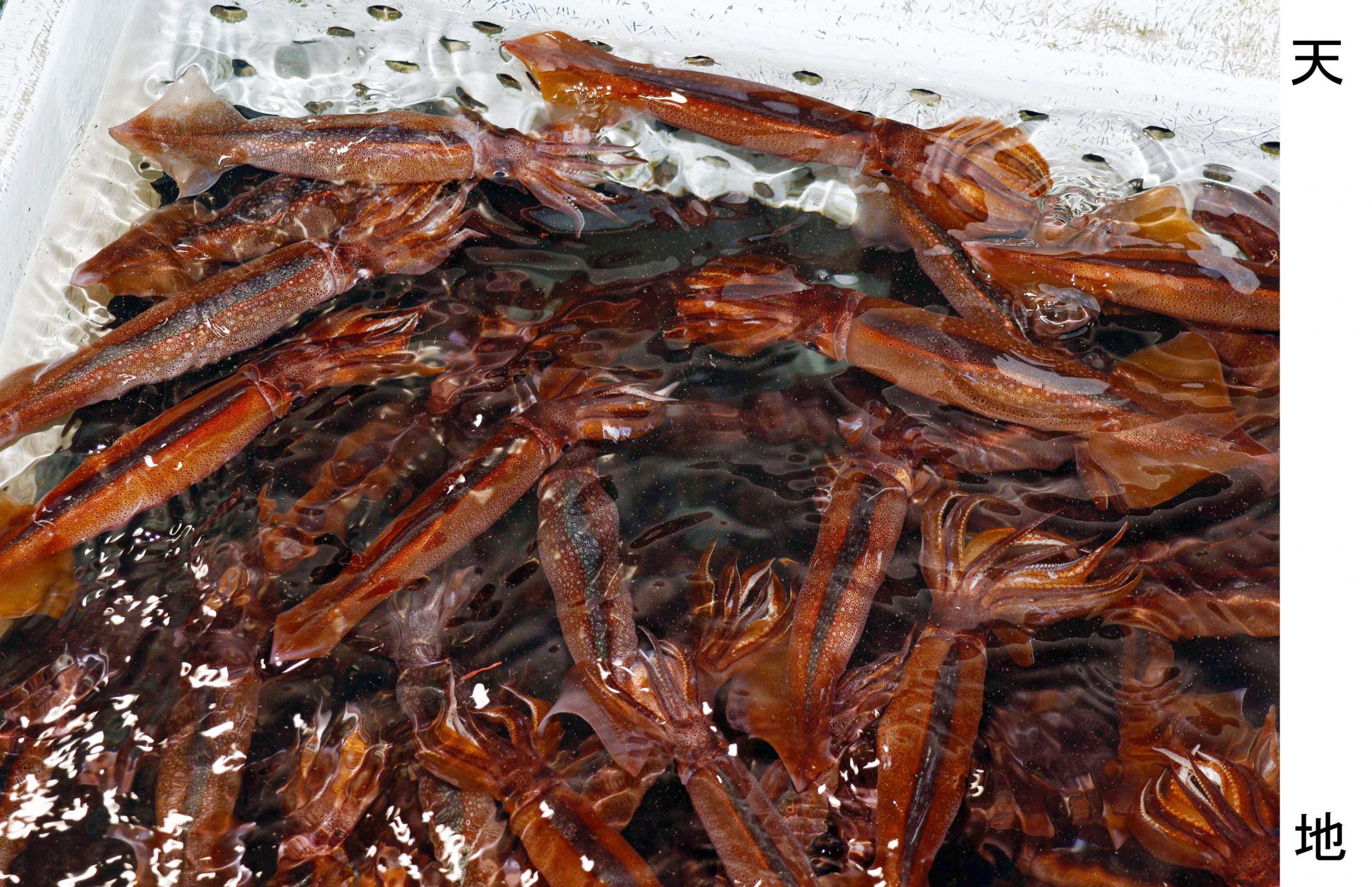 🦑 鱿鱼告急！渔获锐减，海鲜控要哭了！