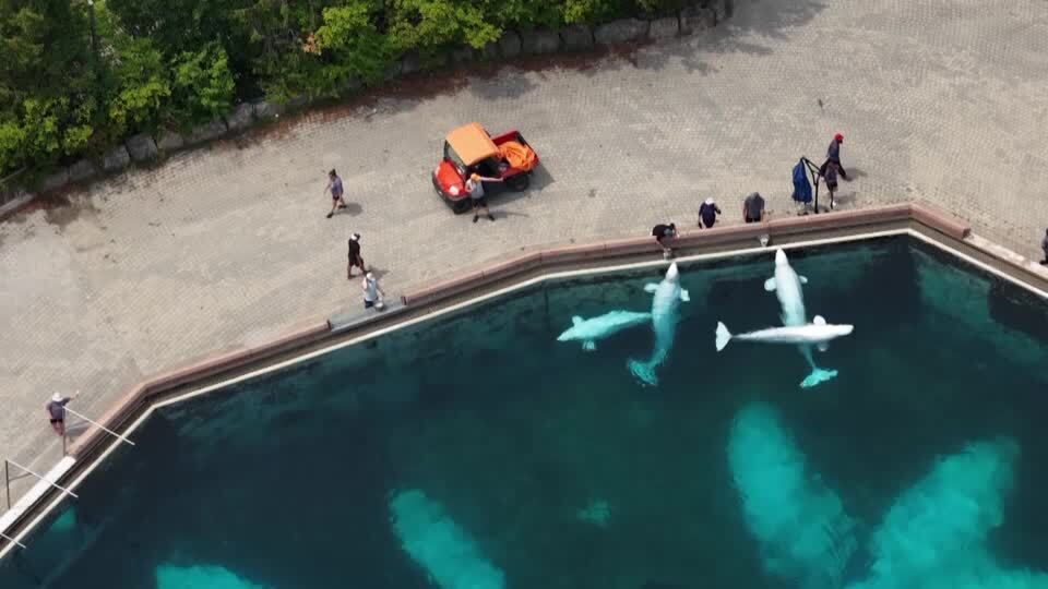 🚨白鲸绝望!加拿大30条命悬一线,政府却拒绝救援!