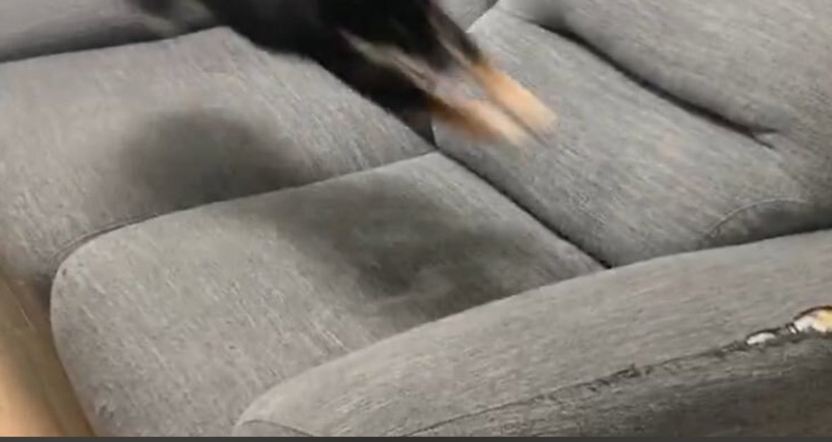 🐶黑柴跑得太快！头尾颠倒，主人一脸懵！