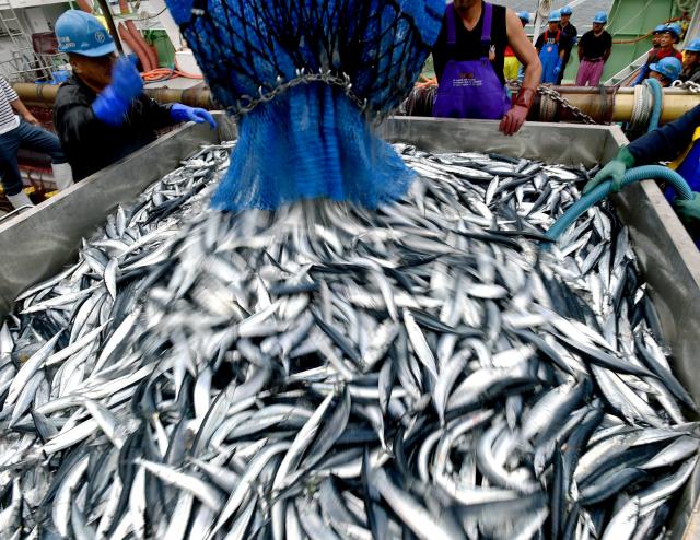🐟 冷门鱼翻身！拯救国人饭桌，吃鱼量腰斩太可惜！