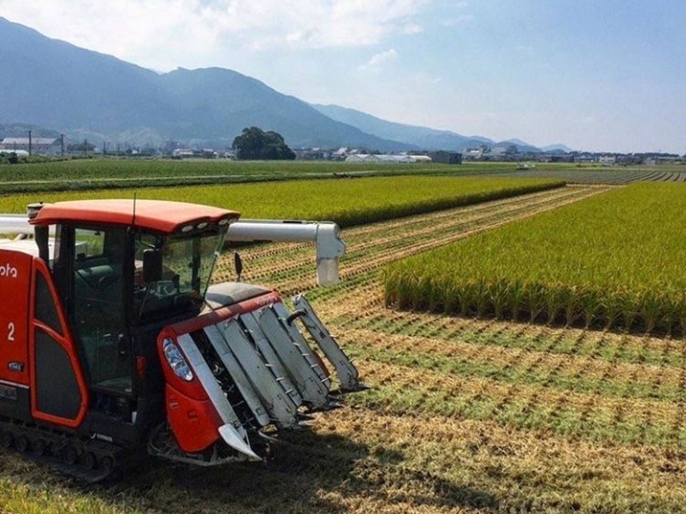 🍚米价暴涨真相:不是谁的错,是…农民揭秘米“消失”的背后!