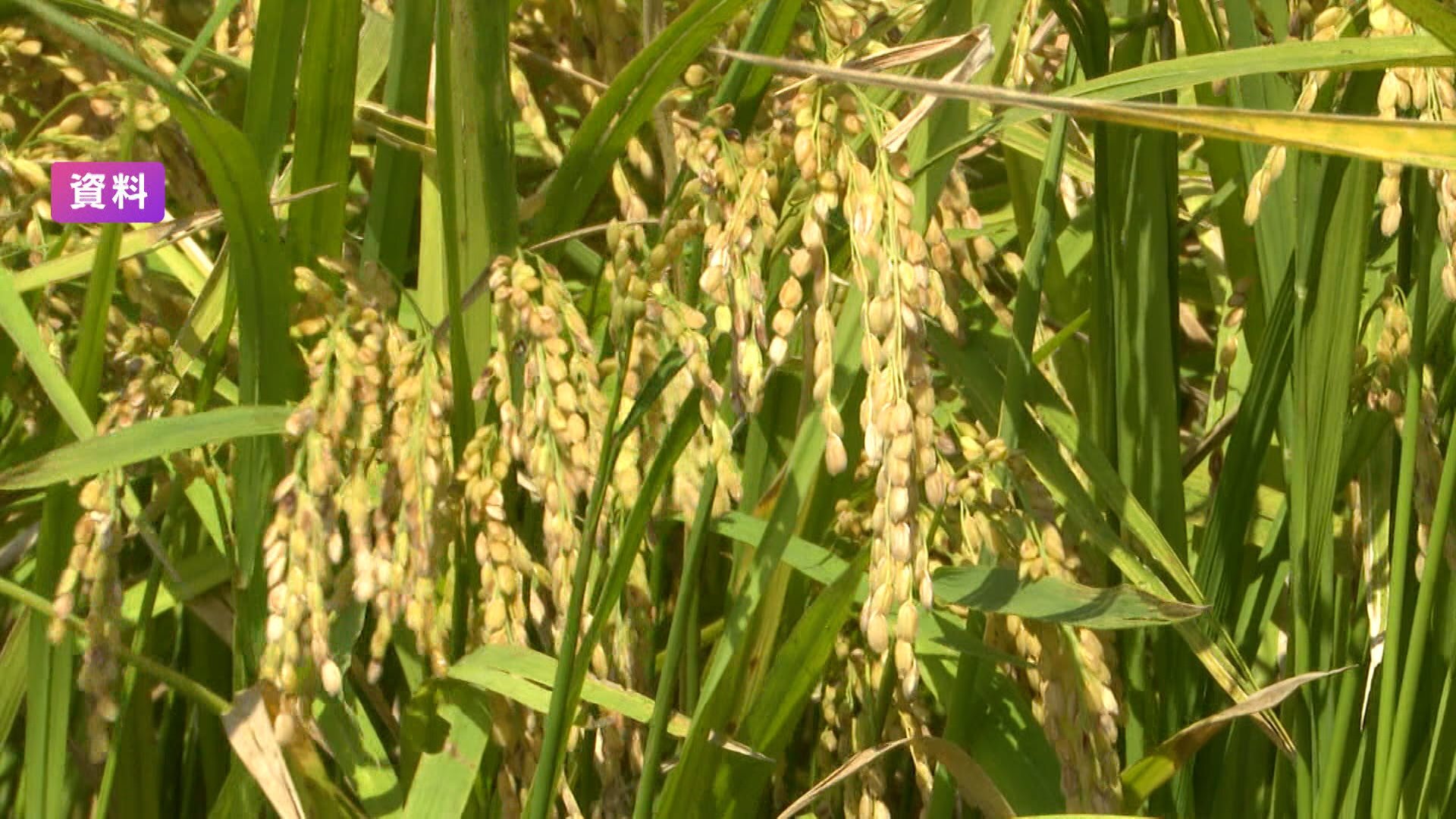 🍚米价暴跌？！2026年减产，农民伯伯要哭了！