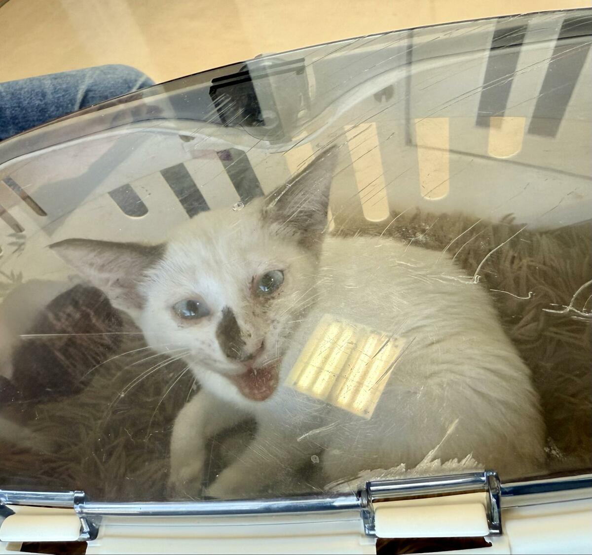 🐱绝命小猫的逆袭！爱能让奇迹发生✨