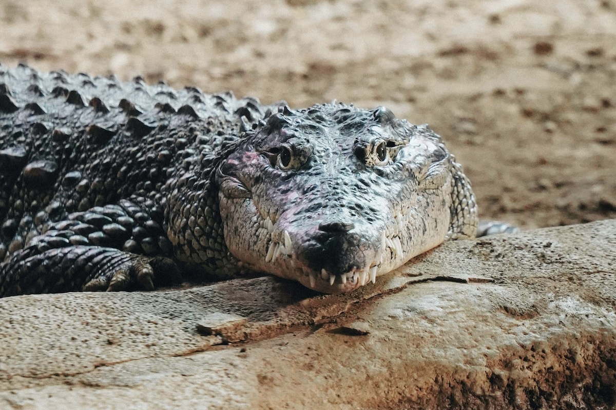 🐊 鳄鱼夺命！男子被拖入水中，惨遭横死…
