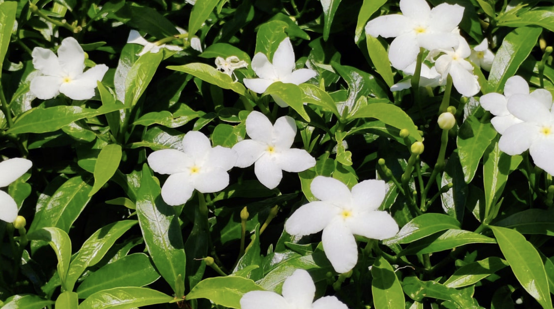 🌸伊藤园的香水?!竟然有人在家种了10种茉莉!😱