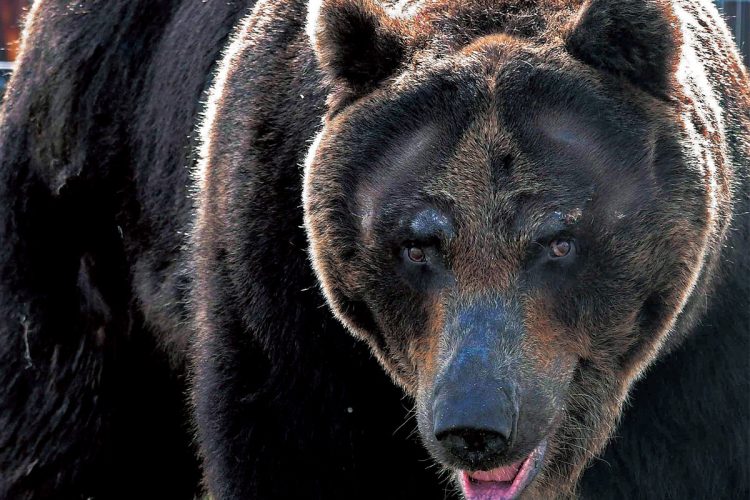 🐻城市熊进化了！禁猎令下的反差萌，它开始吃肉了！