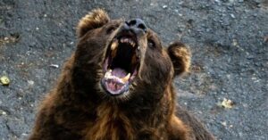 🐻驱赶“吃人熊”的，竟是这种小动物？！ 封面