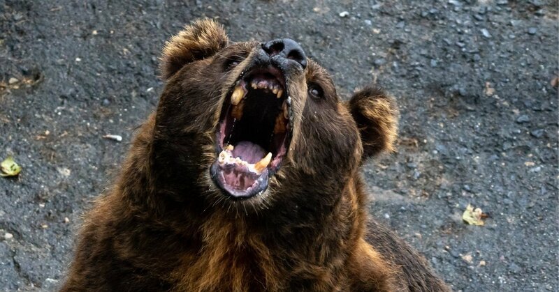 🐻驱赶“吃人熊”的，竟是这种小动物？！