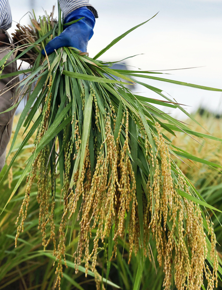🍚米价崩了！丰收来袭，大降价！