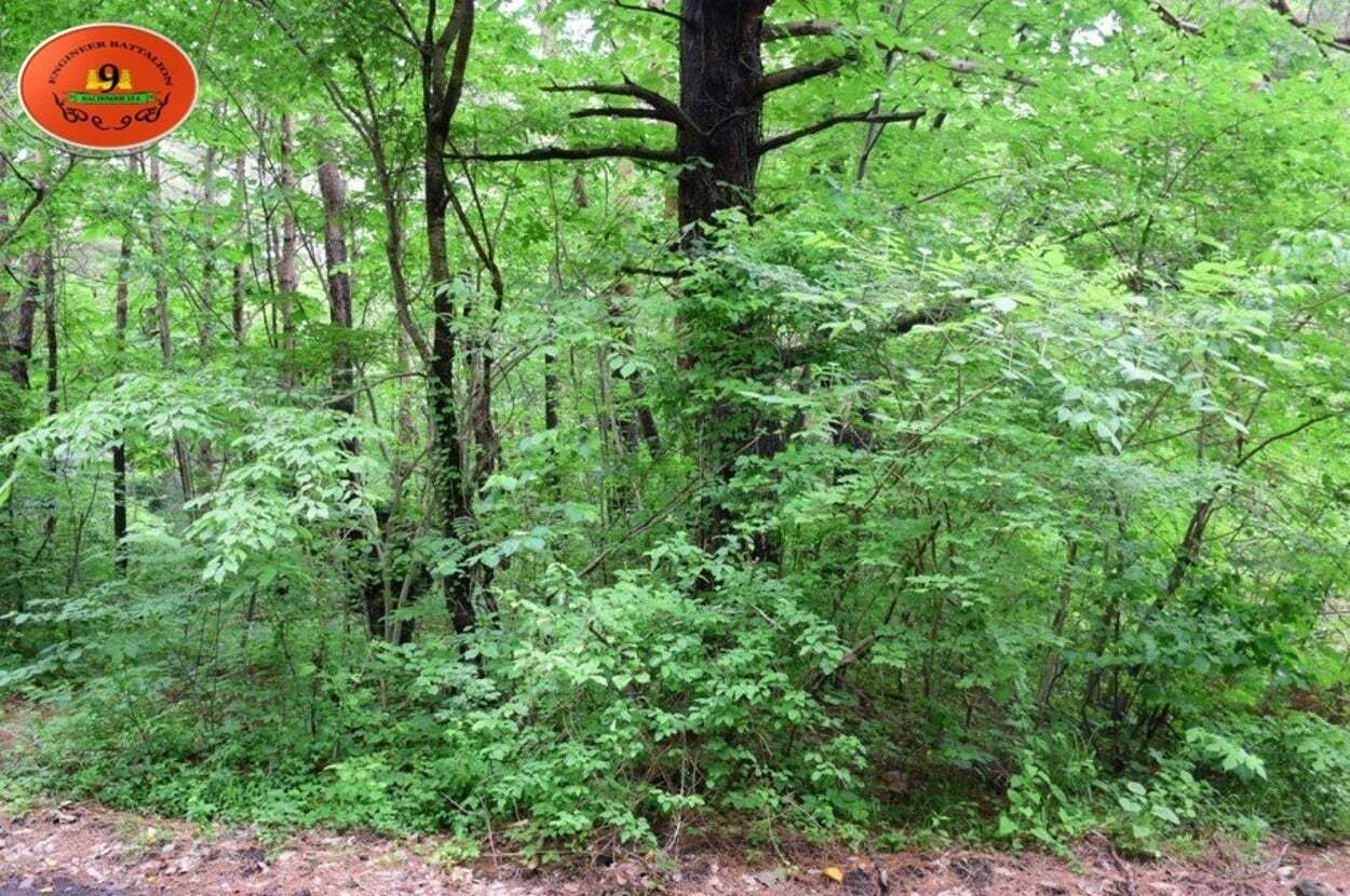 🌲自卫队神隐术！丛林里这人…是假的？！😱