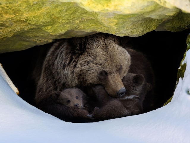 🐻️ 险些丧命！熊研究者冬眠洞穴的惊魂一刻！