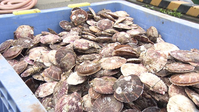 🇯🇵💥日本海鲜全线崩盘？中国突然封锁！