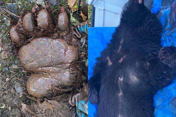 😱熊陷阱遭批：牙爪变异“好可怜”？老猎人崩溃！