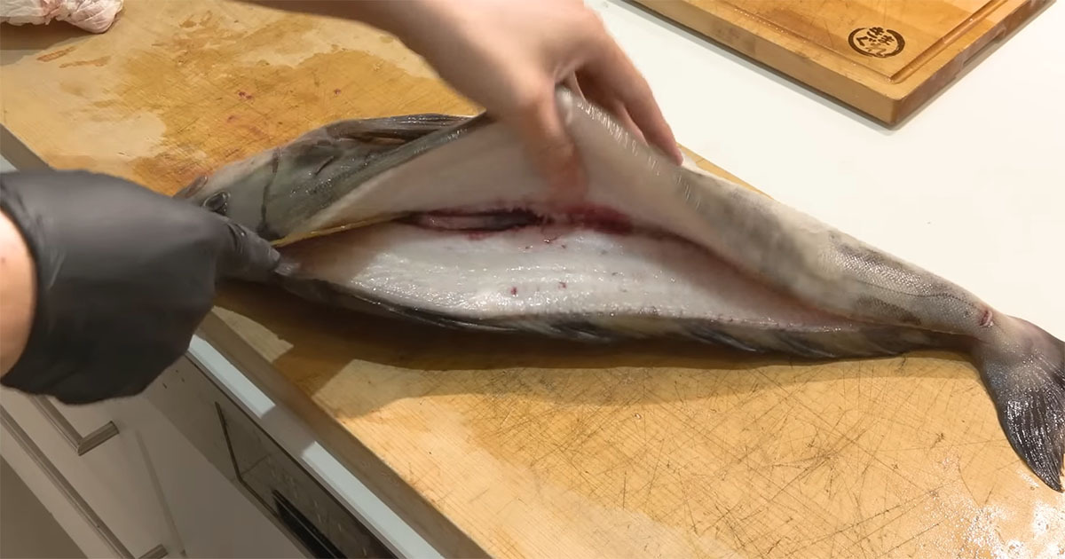 😱巨型比目鱼开膛破肚…“这什么鬼”！惊呆了！