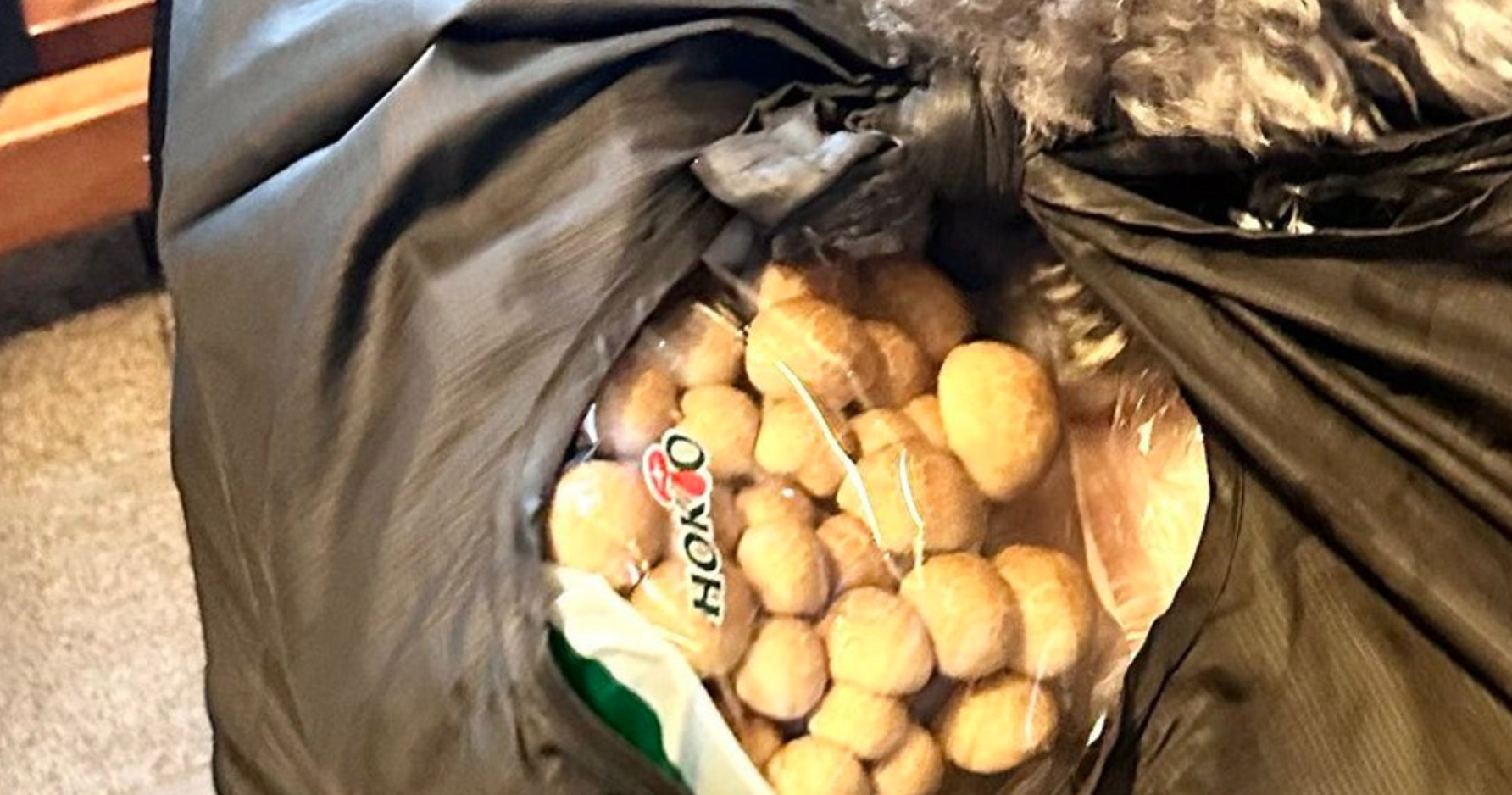 🐶泰迪的鼻子绝了！藏肉也能闻出来，简直是小野兽！