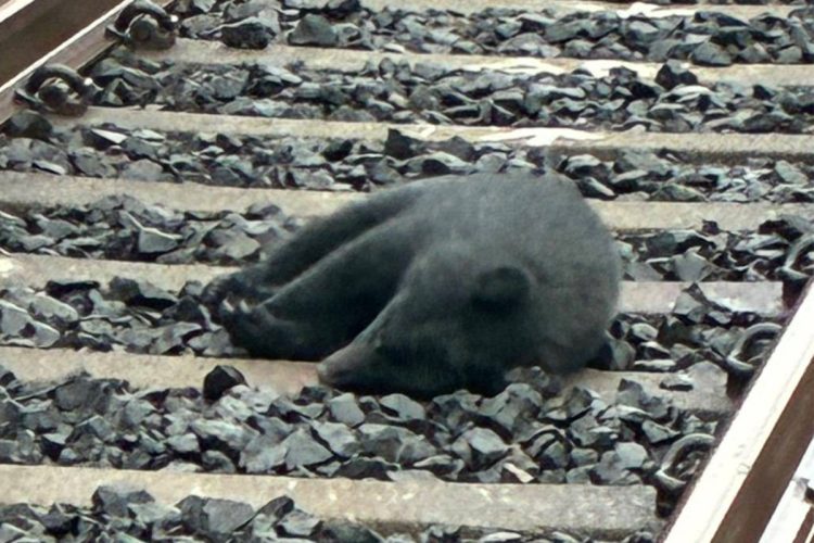 ⚠️小熊睡铁轨，几小时后…秋田熊患“真相”！