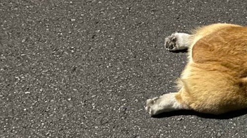 🐶累倒！萌翻天的柯基，瞬间变“软泥”！