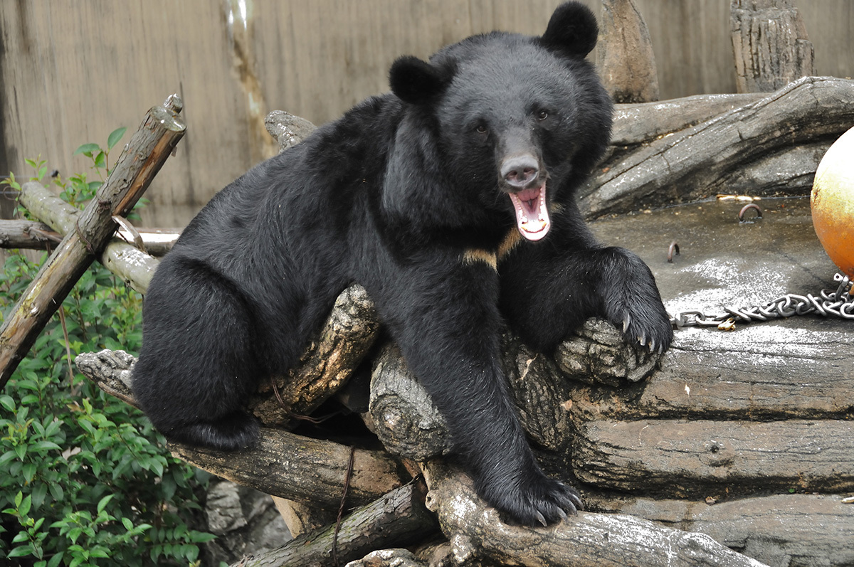💥累死也要干活！熊猎人副会长爆粗口，怒到罢工！
