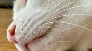 🐐我家猫咪也长“山羊胡”！网友：太像了！ 封面