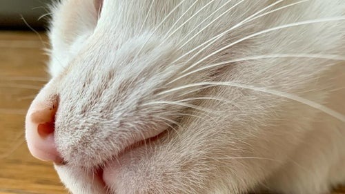 🐐我家猫咪也长“山羊胡”！网友：太像了！