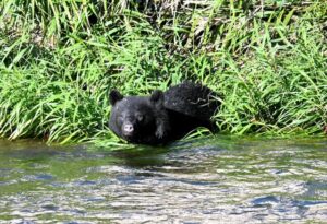 🐻花34亿对付熊？竟还花钱请人抓熊！ 封面
