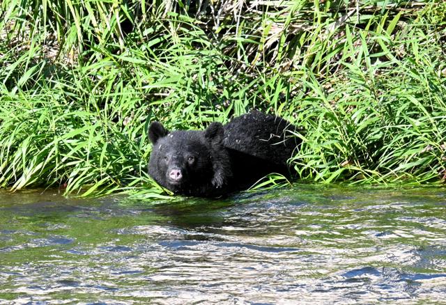 🐻花34亿对付熊？竟还花钱请人抓熊！