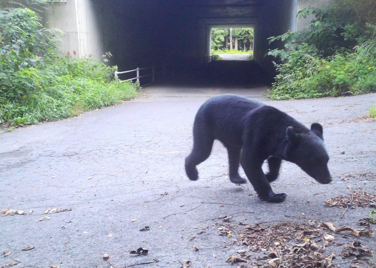 🚨熊出没！保育园后院捕获巨熊，这毛皮…太震撼了！
