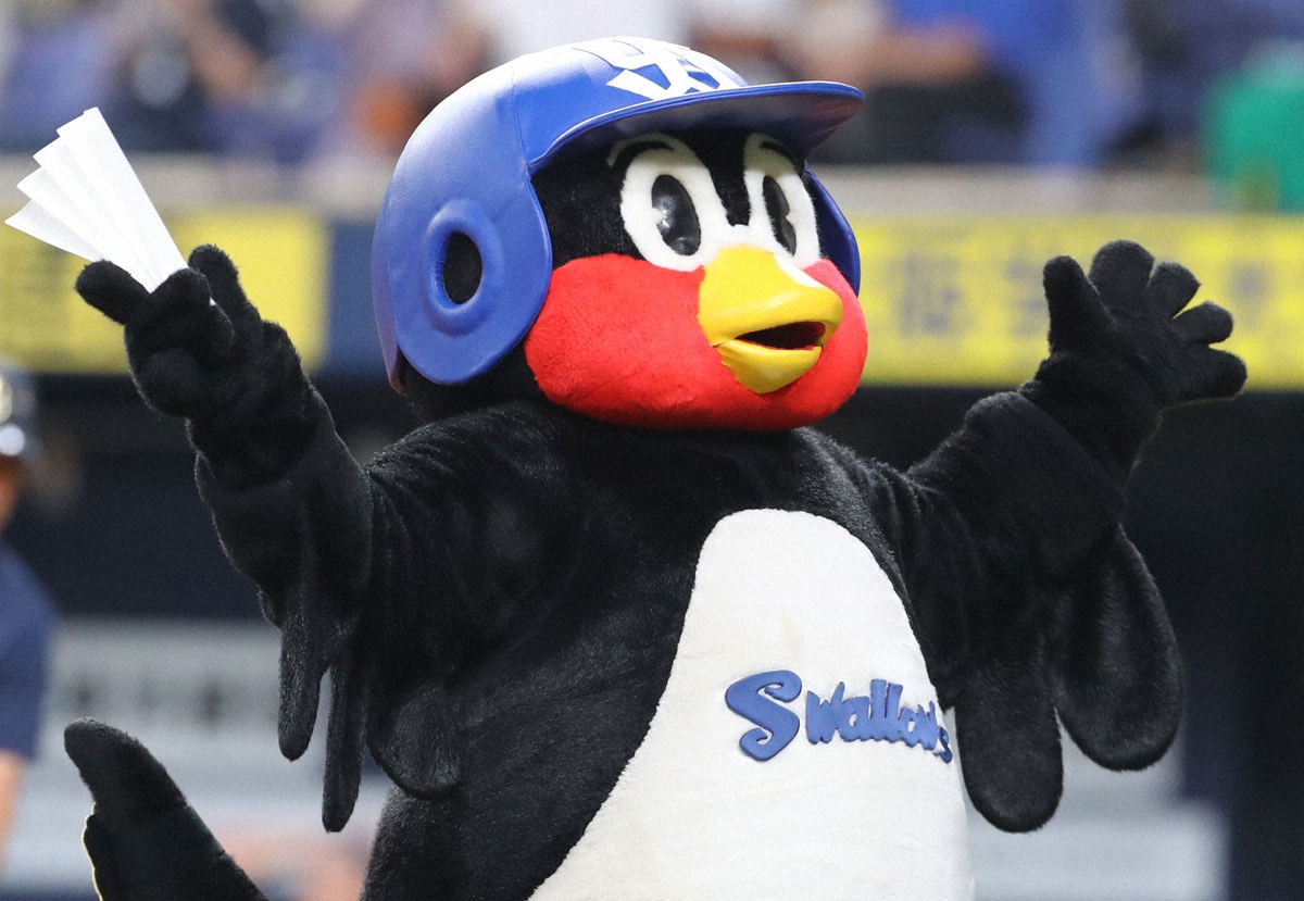 ⚾️ 燕子回来了！泪目…池山教练宣布好消息！