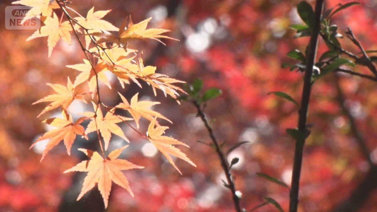 🍁排队1小时！箱根堵成“瘫”，假期真香？