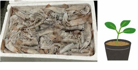 🦑挪威“禁渔”背后：日本渔业的惊人真相！